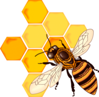 insects & Bee free transparent png image.