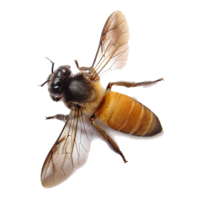 insects & Bee free transparent png image.