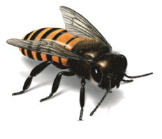 insects & Bee free transparent png image.