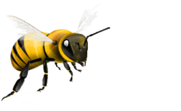 insects & Bee free transparent png image.