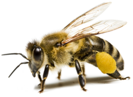 insects & Bee free transparent png image.