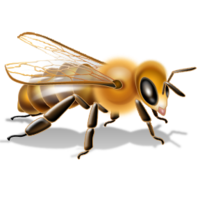 insects & Bee free transparent png image.