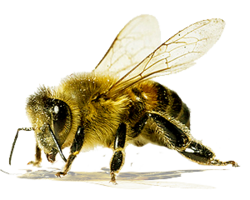 insects & Bee free transparent png image.