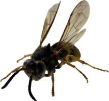 insects & Bee free transparent png image.