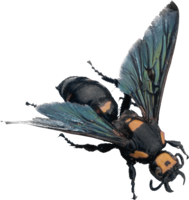 insects & Bee free transparent png image.