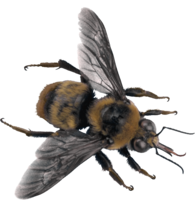 insects & Bee free transparent png image.