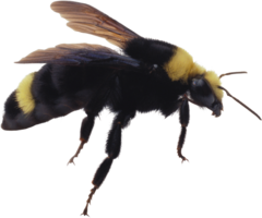 insects & bee free transparent png image.