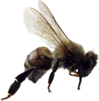 insects & bee free transparent png image.