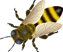 insects & bee free transparent png image.