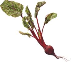 vegetables & beet free transparent png image.