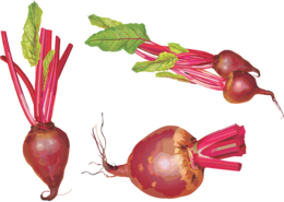 vegetables & beet free transparent png image.