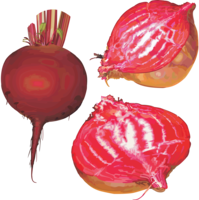 vegetables & beet free transparent png image.