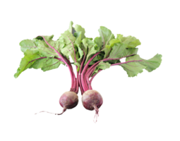 vegetables & beet free transparent png image.