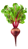 vegetables & beet free transparent png image.