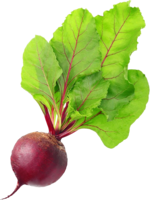 vegetables & beet free transparent png image.