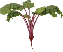 vegetables & beet free transparent png image.