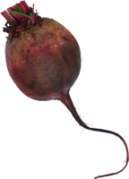 vegetables & Beet free transparent png image.