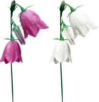 flowers & Bellflower free transparent png image.