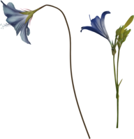 flowers & bellflower free transparent png image.