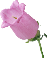 flowers & Bellflower free transparent png image.