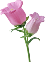 flowers & Bellflower free transparent png image.