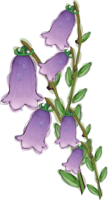 flowers & Bellflower free transparent png image.