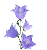 flowers & bellflower free transparent png image.