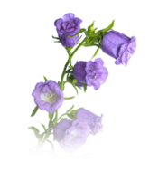 flowers & Bellflower free transparent png image.