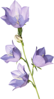 flowers & Bellflower free transparent png image.