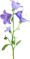 flowers & Bellflower free transparent png image.