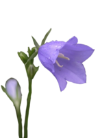 flowers & Bellflower free transparent png image.