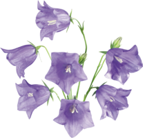 flowers & Bellflower free transparent png image.