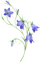 flowers & Bellflower free transparent png image.