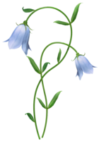 flowers & bellflower free transparent png image.