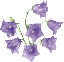 flowers & Bellflower free transparent png image.