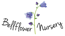 flowers & Bellflower free transparent png image.