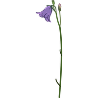 flowers & Bellflower free transparent png image.