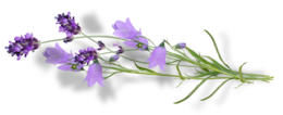 flowers & bellflower free transparent png image.