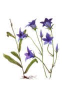 flowers & Bellflower free transparent png image.