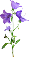 flowers & Bellflower free transparent png image.