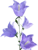 flowers & Bellflower free transparent png image.