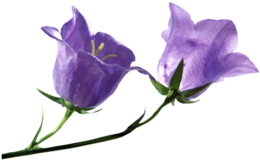 flowers & Bellflower free transparent png image.