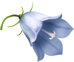 flowers & Bellflower free transparent png image.