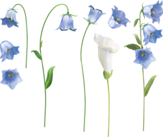 flowers & Bellflower free transparent png image.