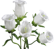 flowers & Bellflower free transparent png image.