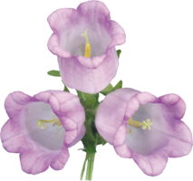 flowers & bellflower free transparent png image.