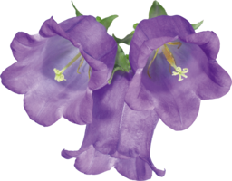 flowers & Bellflower free transparent png image.