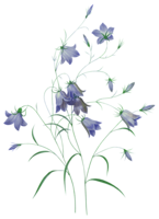 flowers & Bellflower free transparent png image.