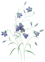 flowers & bellflower free transparent png image.