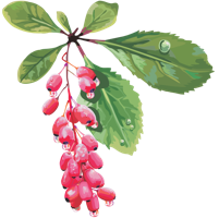 fruits & berberis free transparent png image.